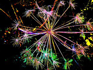  Abstract Colourful Angelica in the Evening