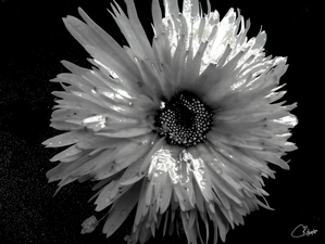 Silver Daisy Dark Centre on Dark Abstract Background