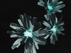 Abstract Glowing Daises on a Dark Background