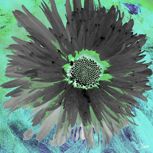  Grey Daisy on a Green Abstract Background