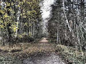  Path through a Scottish Highlands Autumnal Woodland                                                                                                                    
