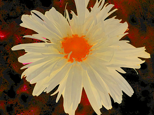 Abstract Orange Daisy with Abstract Background