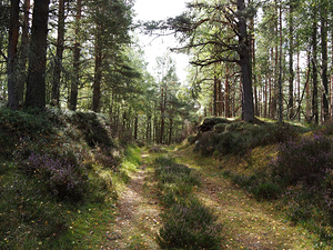 Scottish Highlands Sunlit Trail                                                                                                                     