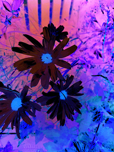 Abstract Dark Daisy Flowers