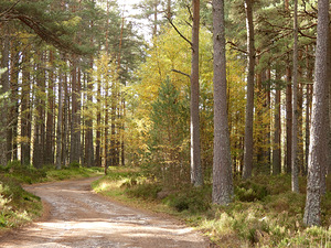 Scottish Highlands Autumnal Forest 