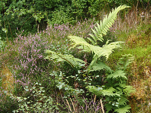  Scottish Highlands Fern with Heather                                                                                                                    