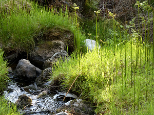 Scottish Highlands Summer Nature Walk