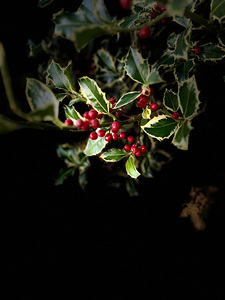 Portraits of Plants- The Holly wears the Crown
