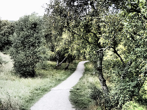 Scottish Highlands Serene Forest Pathway                                                                                                                      