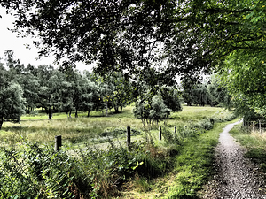  Summer Path in the Scottish Highlands                                                                                                                   