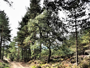  Scottish Highlands Serene Woodland Path                                                                                                                    