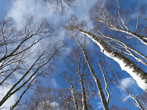 Ever Upwards Winter Perspective