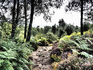 Scottish Highlands Birch Landscape Trail                                                                                                                     