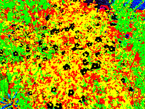 Abstract Floral Impressions                                                                                                                      