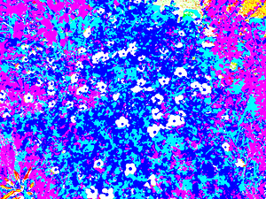 Vivid Floral Abstract                                                                                                                     