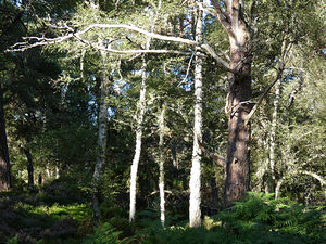 Scottish Highlands Summer Forest