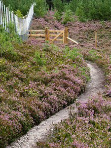  The Heather Honey Trail through the Scottish Highlands                                                                                                                    
