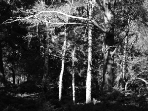 Scottish Highlands Dark Forest