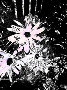 Abstract High Contrast Daises 