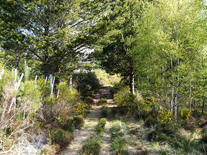  Scottish Highlands Sunlight Forest Trail                                                                                                                    