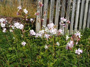Wildflowers in the Scottish Highlands                                                                                                                     