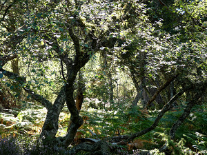 Scottish Highlands Mystical Birch Forest