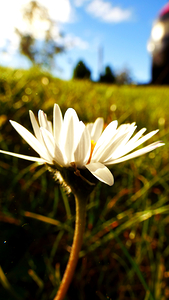 A Daisy Story