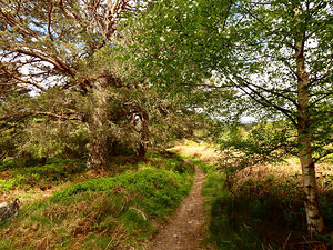 Forest Trail Through The Scottish Highlands