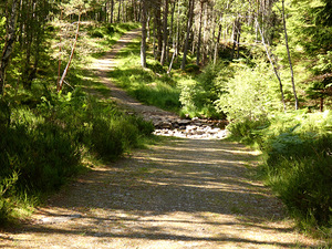 Summer Nature Path in the Scottish Highlands 