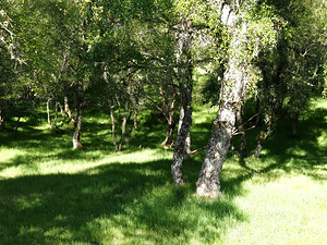 Scottish Highlands Summer Sunlight                                                                                                                     