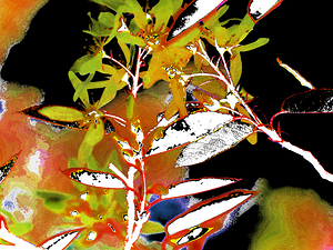 Abstract Darker Florals                                                                                                                     