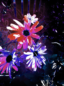 Abstract Vibrant Surreal Daisy Flowers