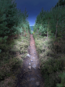 Scenes from the Trail - The Path  