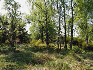 Summers Harmony in the Scottish Highlands                                                                                                                     