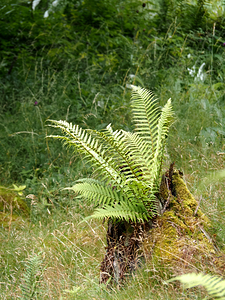  Scottish Highlands Tree Fern                                                                                                                    