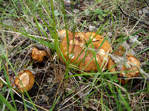 Scottish Highlands Brown Cap Forest Mushrooms                                                                                                                      