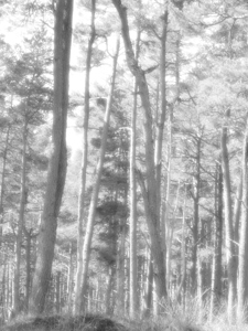 Monochrome Summer Pine Forest