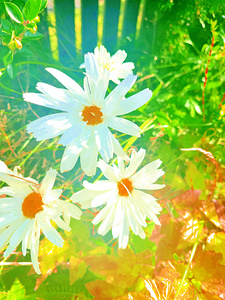 Abstract White and Orange Daises