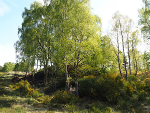  Sunny Days in the Scottish Highlands                                                                                                                    