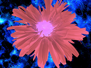 Abstract Red Daisy