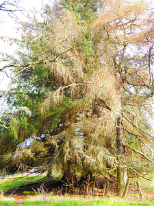 Scottish Highlands Spring Pines                                                                                                                     
