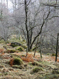 Scottish Highlands Winters Longing