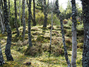Scottish Highlands Tranquil Birch Forest                                                                                                                     
