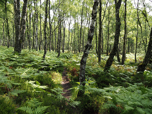Scottish Highlands Birch Forest View                                                                                                                     
