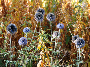  Autumn Globe Thistles                                                                                                                     