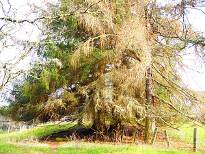  Springtimes Trees in the Scottish Highlands                                                                                                                    