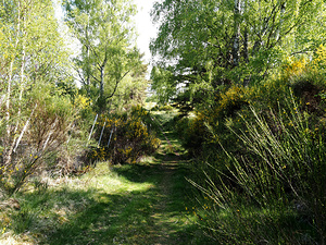 Scottish Highlands Sunny Trail                                                                                                                     