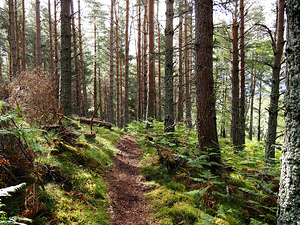  The Pine Forest Trail                                                                                                                    