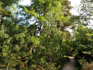  Springs Song in the Scottish Highlands                                                                                                                     