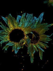 Abstract Daisy Duo on a Dark Background